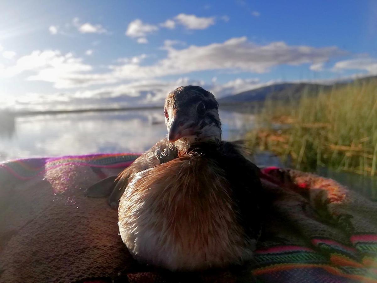 Uros Suma Jakana Lodge Puno Buitenkant foto